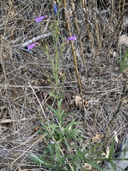Penstemon oliganthus