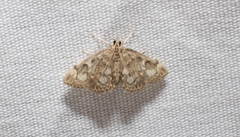 Anania tertialis