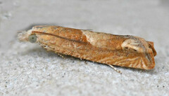 Eucosma conterminana