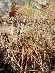 Spiranthes aestivalis