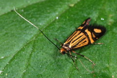 Nemophora ochsenheimerella
