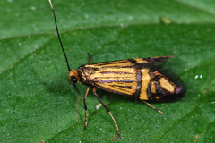 Nemophora ochsenheimerella
