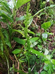 Platanthera micrantha