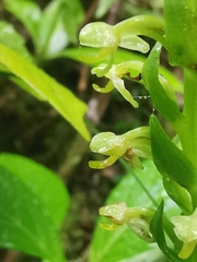 Platanthera micrantha