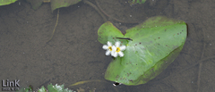 Nymphoides indica