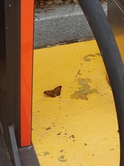 Polygonia c-aureum