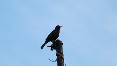 Turdus merula