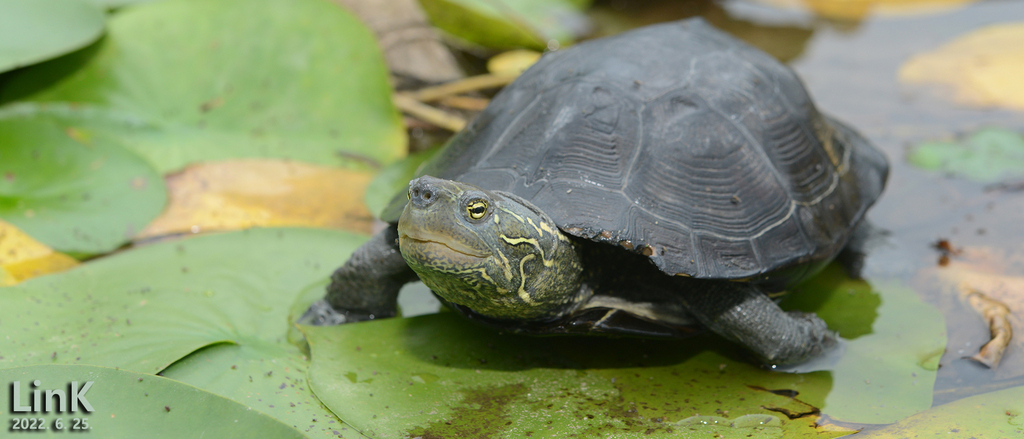 Reeves' Turtle