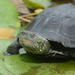 Chinese Pond Turtle - Photo (c) Kim, Hyun-tae, some rights reserved (CC BY-NC-SA), uploaded by Kim, Hyun-tae