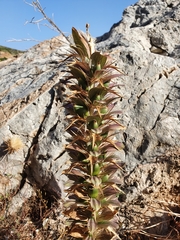 Acanthus spinosus