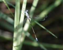 Lestes sigma