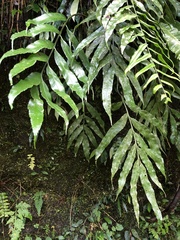 Asplenium formosae