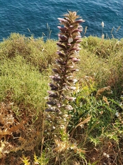 Acanthus spinosus