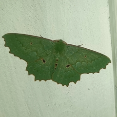 Chlorodontopera discospilata