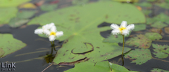 Nymphoides indica