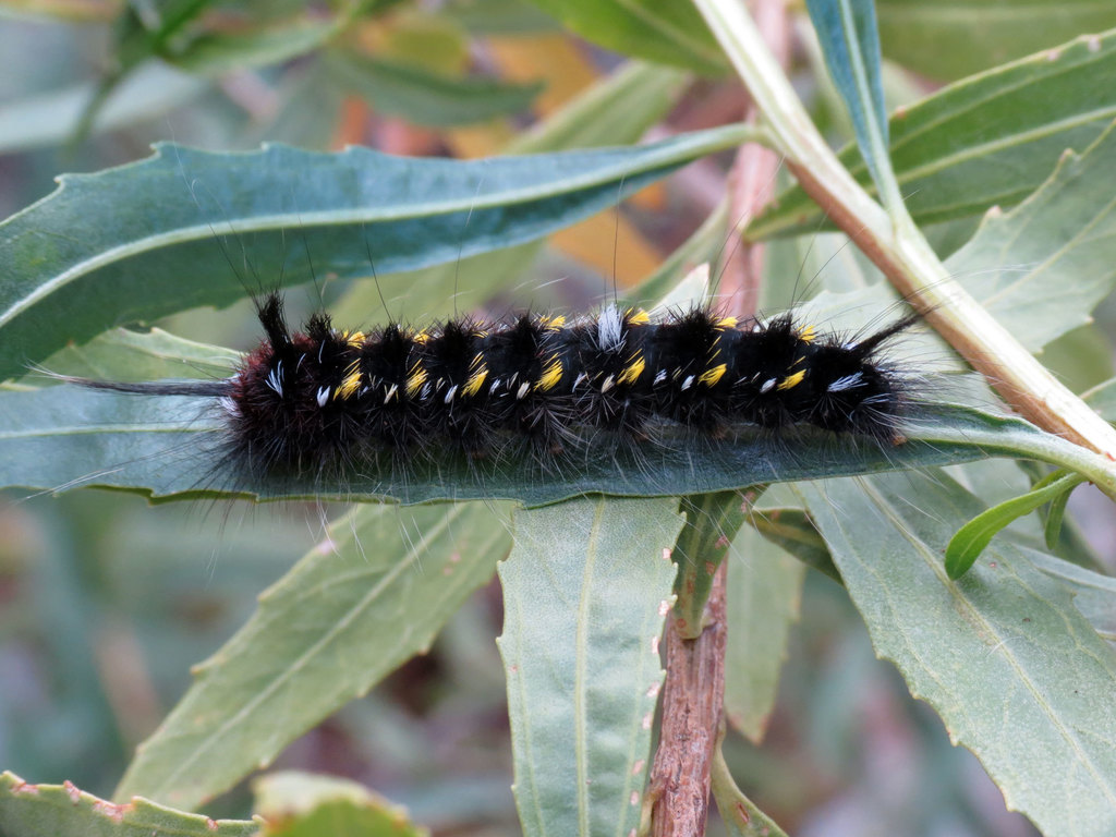 Lined Apatelodes