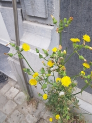 Sonchus