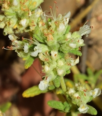 Teucrium thymifolium