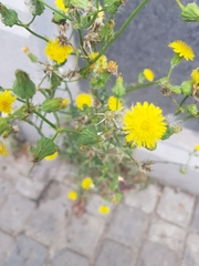 Sonchus
