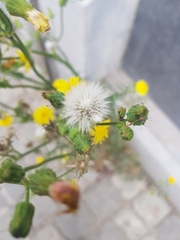 Sonchus