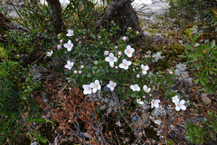 Boronia rhomboidea