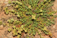 Teucrium thymifolium