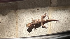 Cyrtodactylus tuberculatus