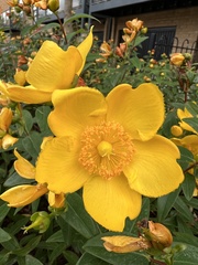 Hypericum × hidcoteense