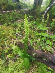Platanthera micrantha