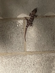 Cyrtodactylus tuberculatus