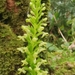 Platanthera micrantha - Photo (c) alessandro longhi,  זכויות יוצרים חלקיות (CC BY-NC-ND), הועלה על ידי alessandro longhi