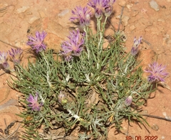 Jurinea pinnata