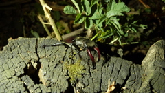 Lucanus cervus