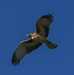 Hieraaetus morphnoides