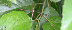 Tipula