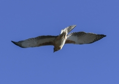 Hieraaetus morphnoides