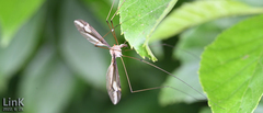 Tipula