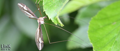 Tipula