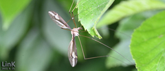 Tipula