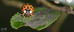 Harmonia axyridis