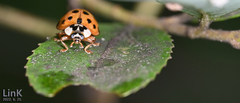 Harmonia axyridis