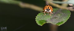 Harmonia axyridis