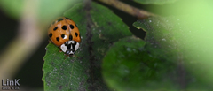 Harmonia axyridis