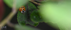 Harmonia axyridis