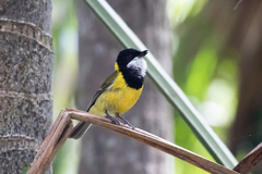 Pachycephala pectoralis contempta