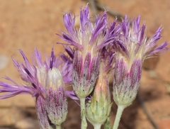 Jurinea pinnata