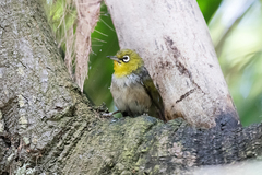 Zosterops lateralis tephropleurus