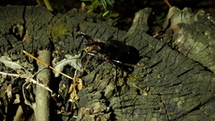Lucanus cervus