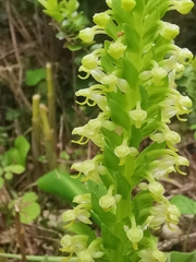 Platanthera micrantha