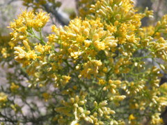 Xylothamia diffusa